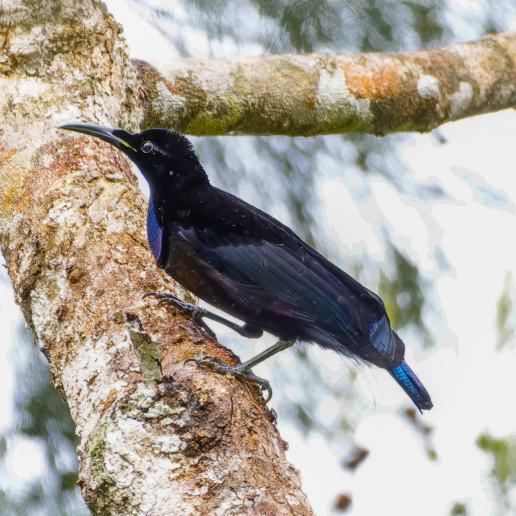 Growling Riflebird