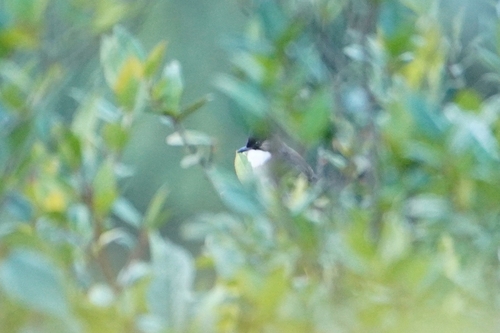 Brown-breasted Bulbul (Pycnonotus xanthorrhous), photo 2