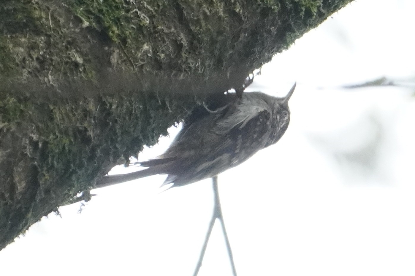 Hume's Treecreeper (Certhia manipurensis), photo 2