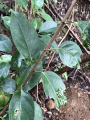 Urceola micrantha