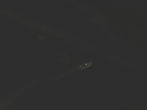 Triangle Keelback