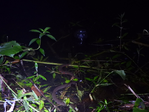 Triangle Keelback