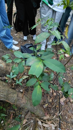 Garcinia celebica observed 2026-02-02