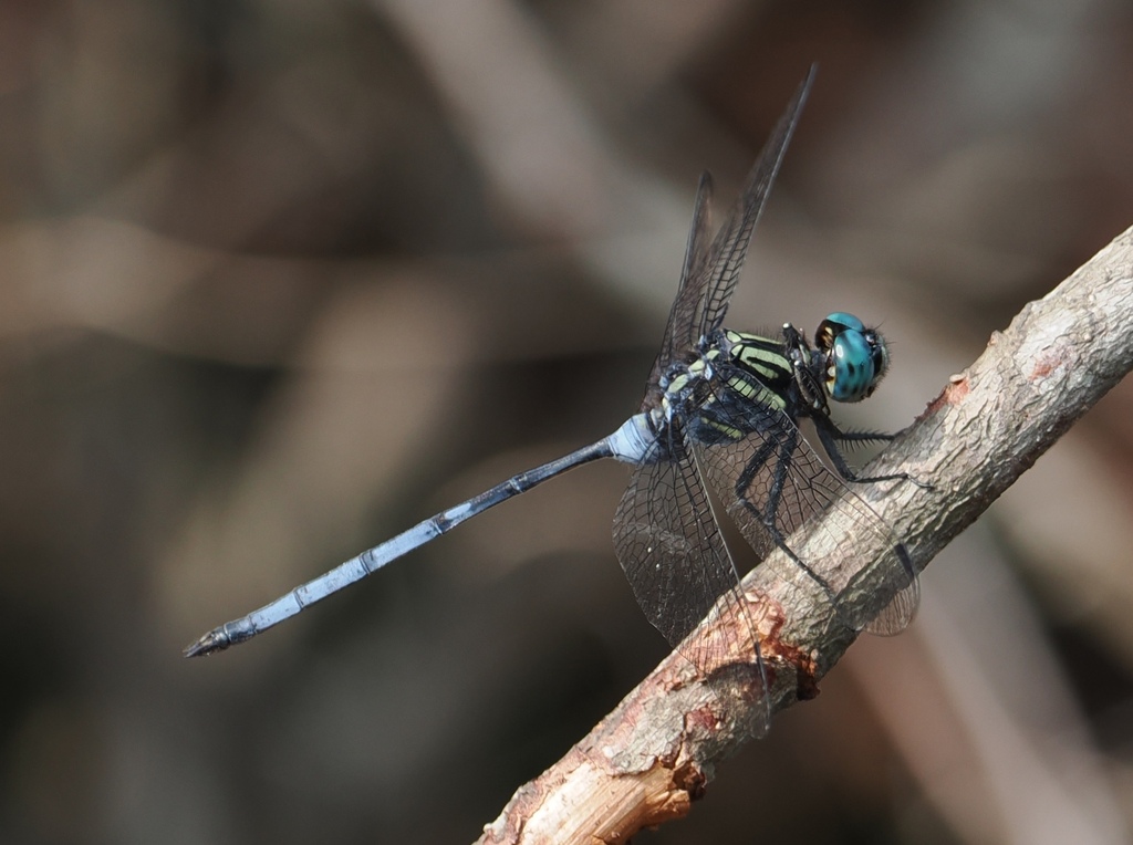 Orthetrum africanum