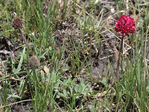 Erasmus clover (Trifolium africanum)