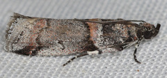 Acrobasis tricolorella