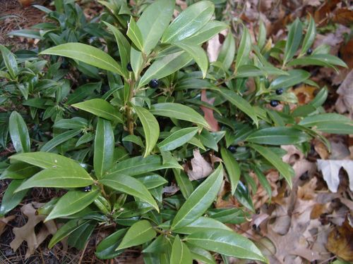 Himalayan sweet box (Sarcococca hookeriana)