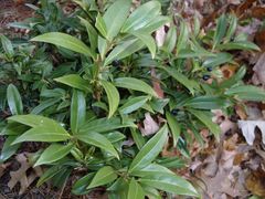 Sarcococca hookeriana