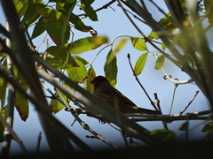 Haemorhous mexicanus