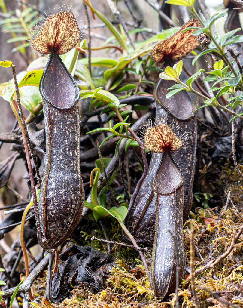 Nepenthes nigra · iNaturalist