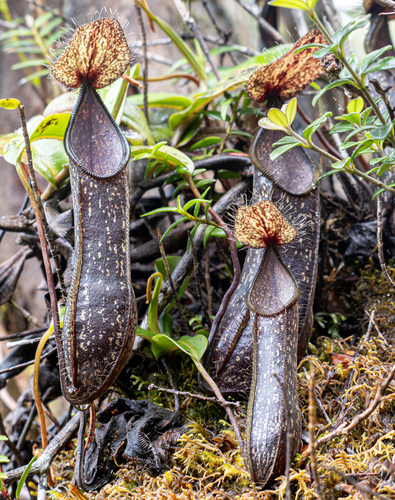 Nepenthes nigra
