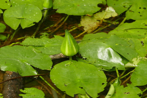 Sleeping Beauty Waterlily