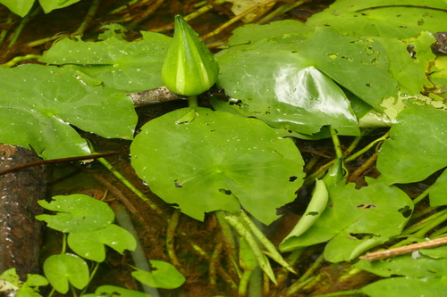 Sleeping Beauty Waterlily (Nymphaea glandulifera)