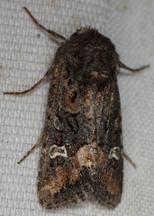 Lacinipolia stricta