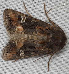 Lacinipolia stricta