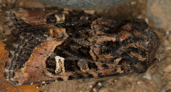 Lacinipolia stricta