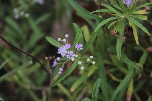 Ethulia conyzoides observed 2026-01-26
