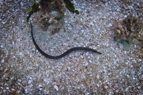 Poey's pipefish (Cosmocampus elucens) — Syngnathidae — 4