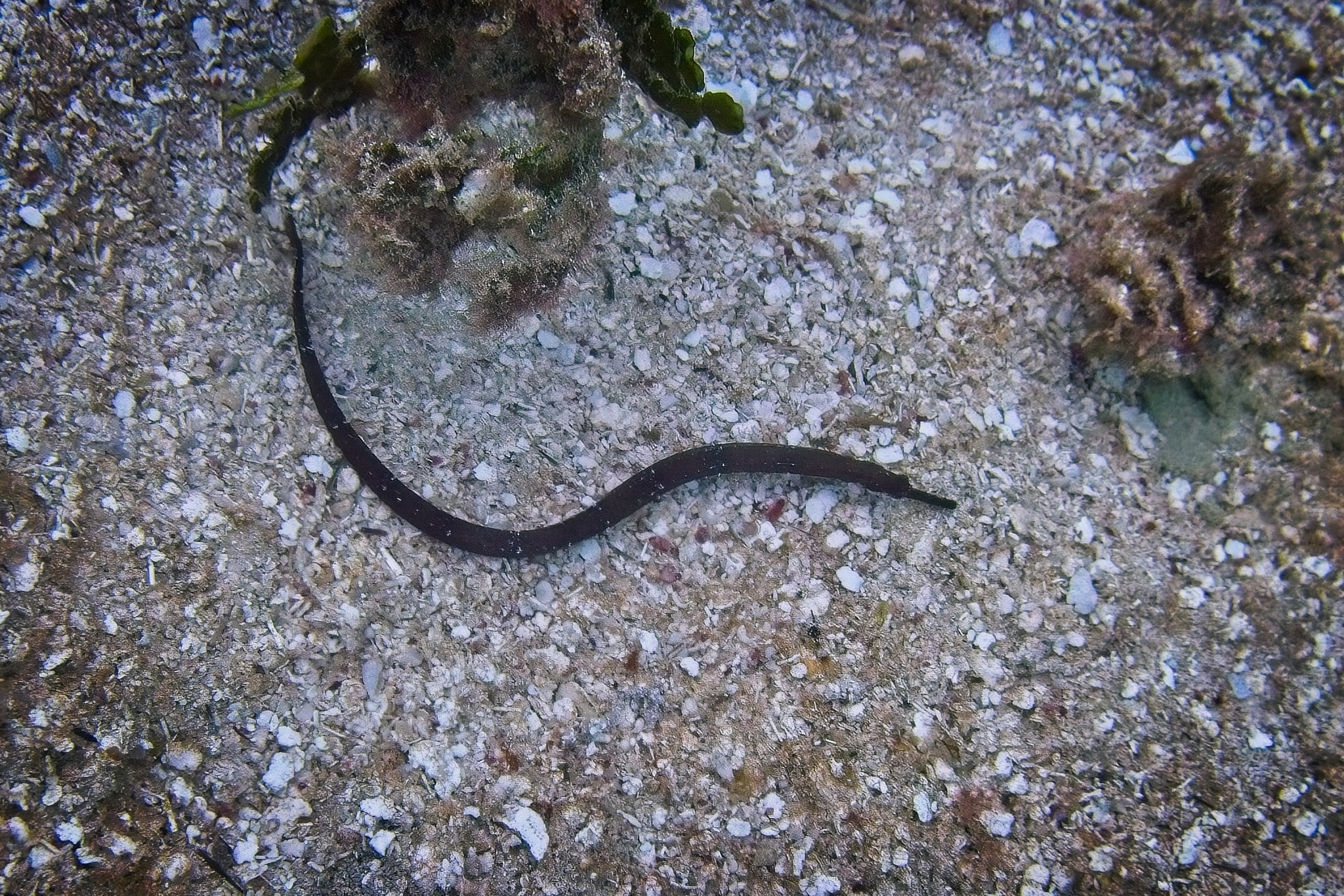 Shortfin Pipefish photo 7