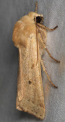 Dichagyris variabilis
