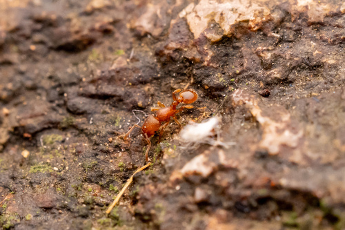 Tetramorium inglebyiTetramorium inglebyi