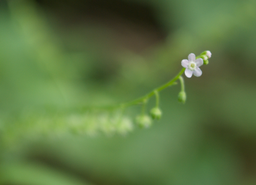 Northern Stickseed (Hackelia deflexa)