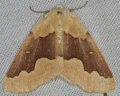 Sabulodes spoliata