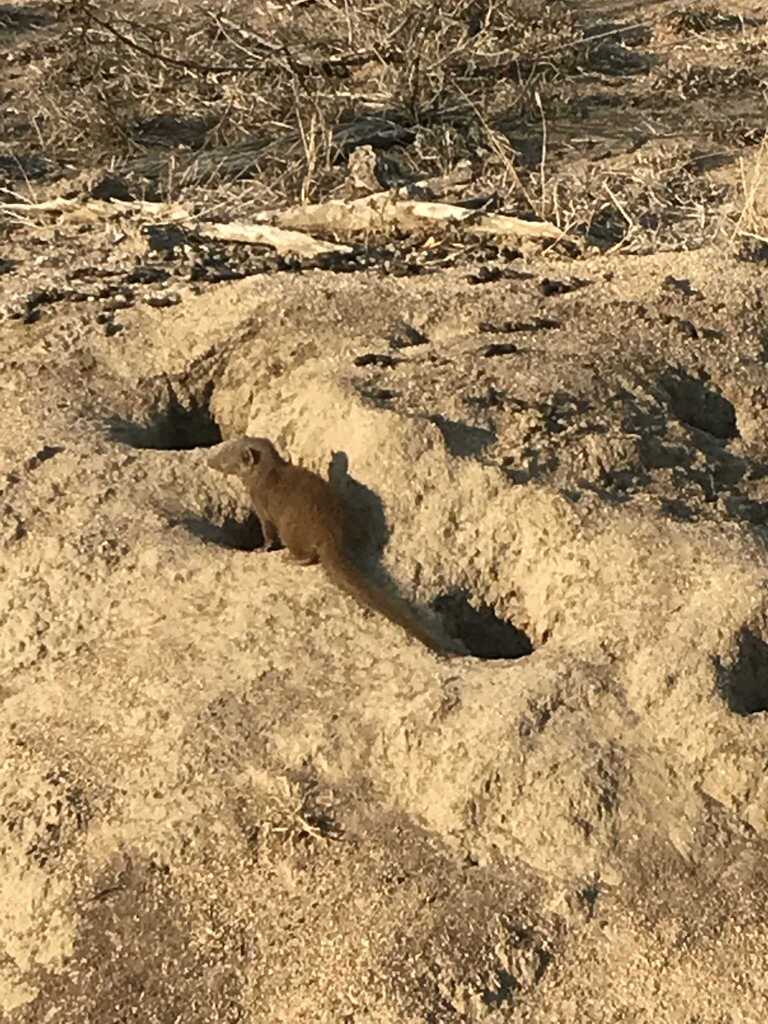 Common Dwarf Mongoose from Sabi Sand Nature Reserve, South Africa on ...