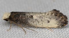Tinea occidentella