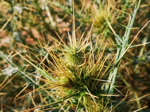 Indian Globe Thistle