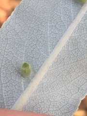Rhopalomyia audibertiae