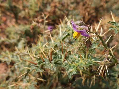 Surattense Nightshade