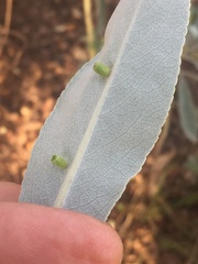 Rhopalomyia audibertiae
