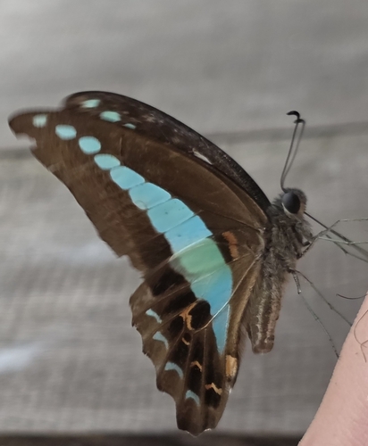 Graphium sarpedon