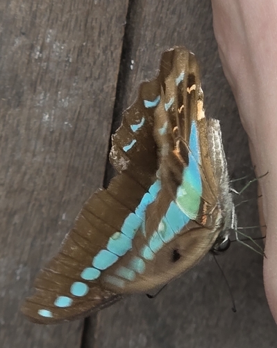 Graphium sarpedon
