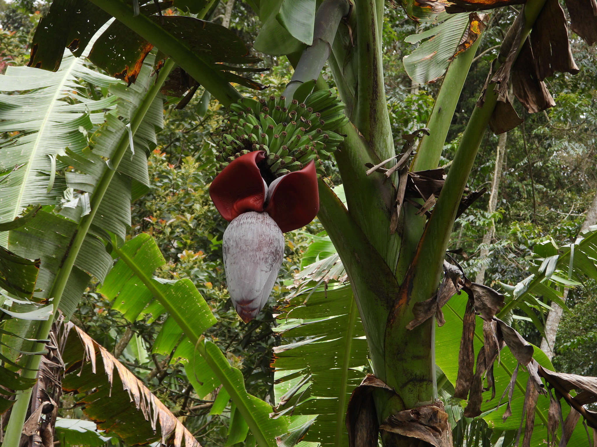 Foto de Musa ×paradisiaca L.