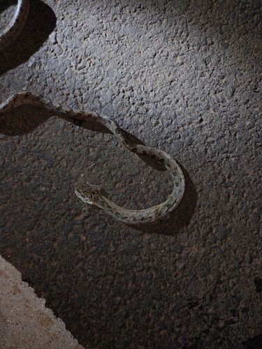 Collared Cat Snake