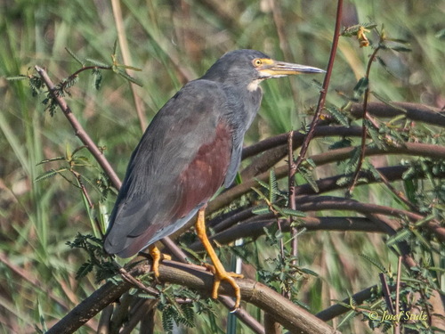 iNaturalist image