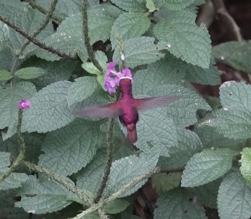 Snowcap (Microchera albocoronata)