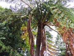 Sphaeropteris excelsa