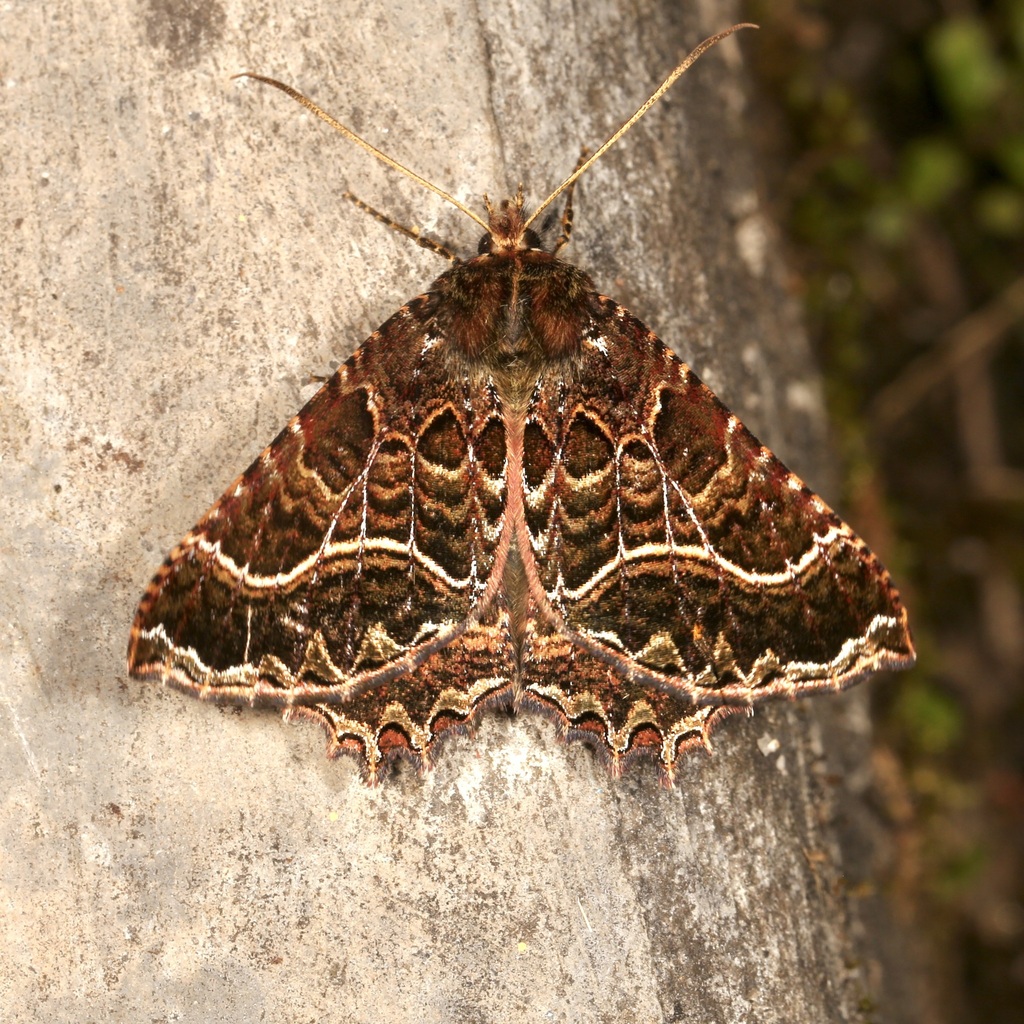 Anurapteryx