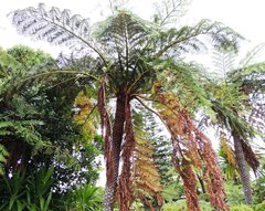 Sphaeropteris excelsa