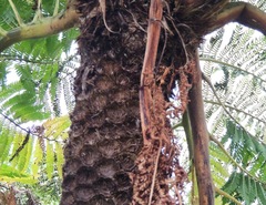 Sphaeropteris excelsa
