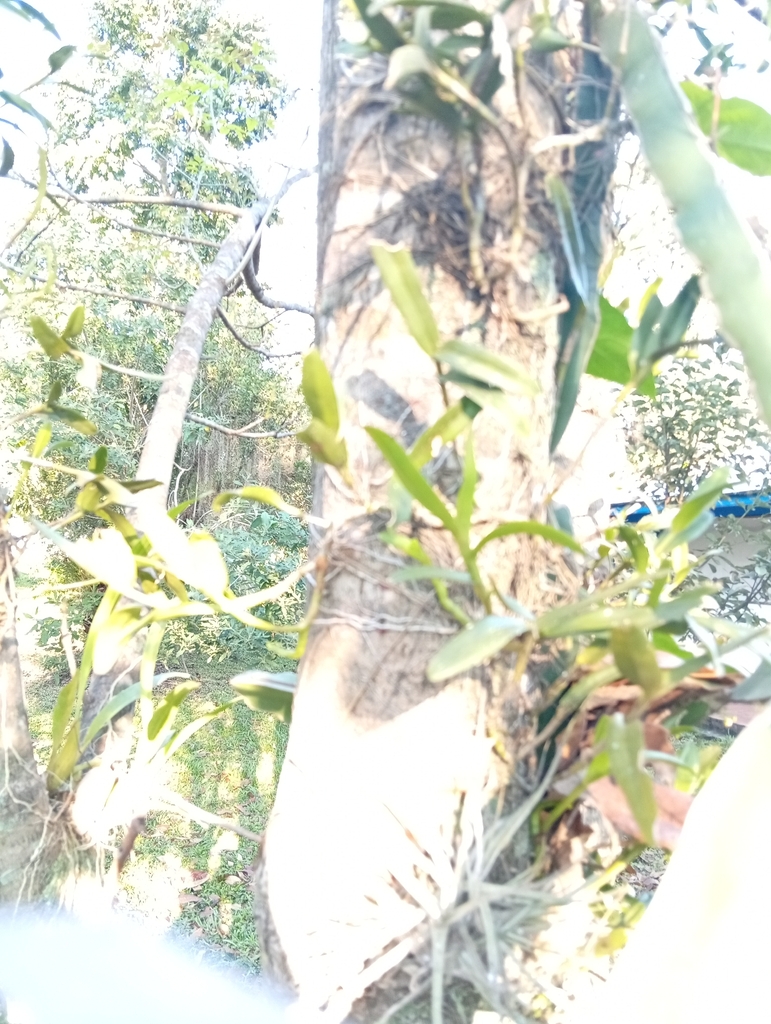 Epidendrum cardiophorum Schltr. 2