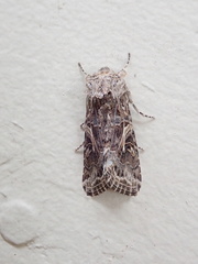 Spodoptera praefica