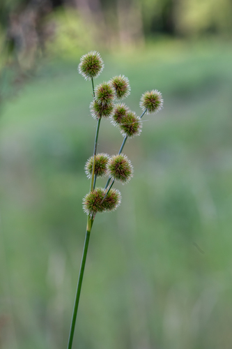Short-fruit Rush (Juncus brachycarpus)