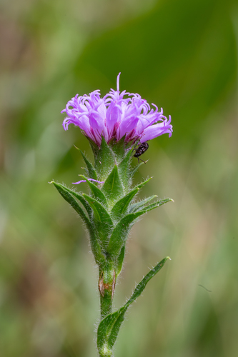 hairy gayfeather (Liatris hirsuta)