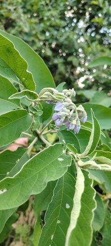 Solanum granulosoleprosum, photograph 5