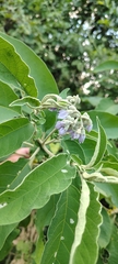 Solanum granulosoleprosum, photograph Pablo H Capovilla, CC BY, iNaturalist via GBIF