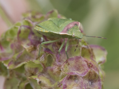Thyanta pallidovirens